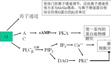 生物偶联技术原理与应用