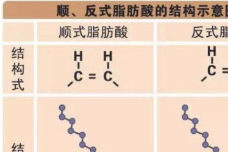 必需脂肪酸包括