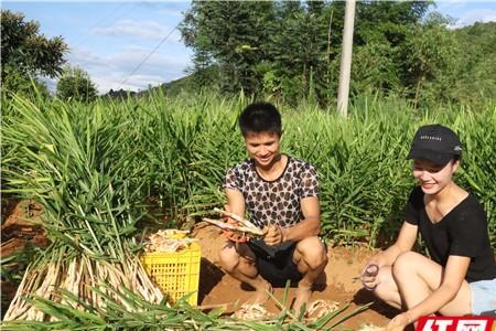 广西香姜种植方法