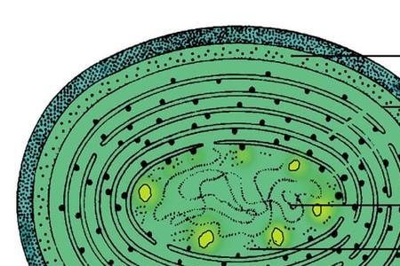 原核生物的繁殖方式