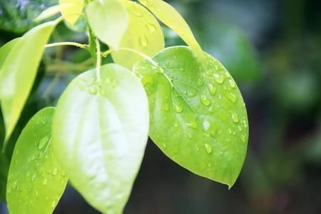 立秋第一场雨是谁思念的