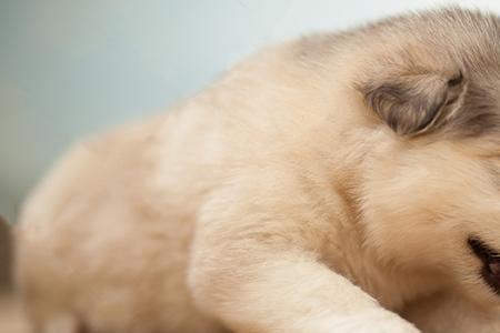 阿拉斯加幼犬可以喂羊奶吗