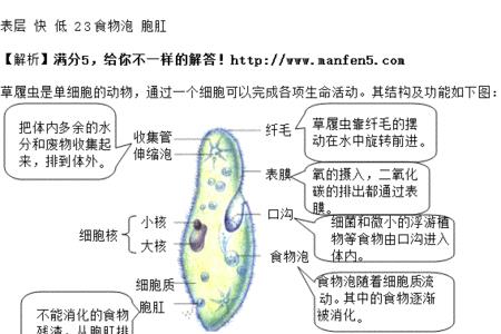 从草履虫的生活方式分析