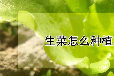 6月份种马生菜多长时间出芽