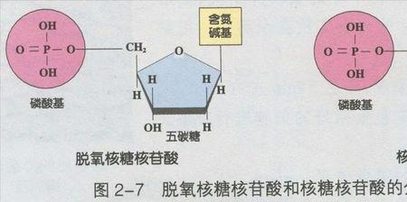 腺苷与核糖核苷酸的区别