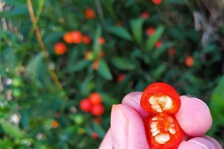 珊瑚豆什么季节可以移栽