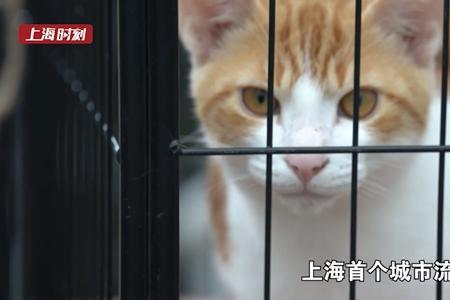 上海猫岛要门票吗