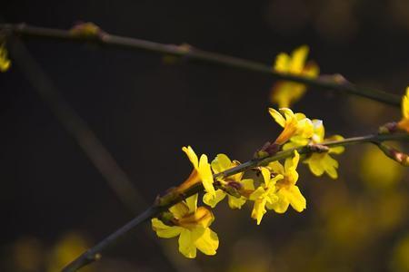 迎春花在24小时几点开放