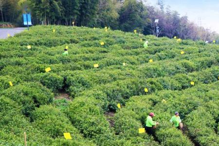 黄龙岘茶叶贵吗