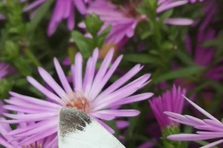 穿花引蝶是什么意思