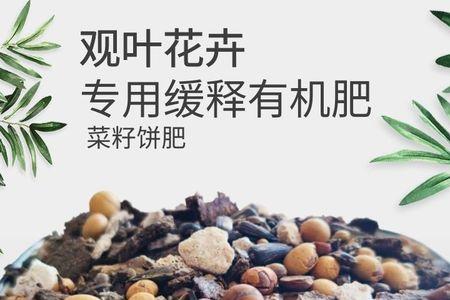 菜籽饼可以给君子兰施肥吗