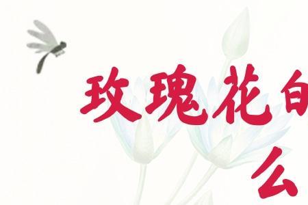 玫瑰花的形容词