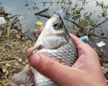 钓鱼小鱼太多饵料丢下去就没了