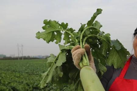 信阳市区卖蔬菜水果可以吗