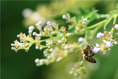 蜜蜂夏花文案