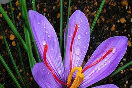 藏红花开花后会死吗