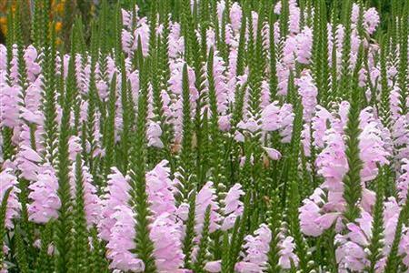 河北香花畦集团是上市公司吗