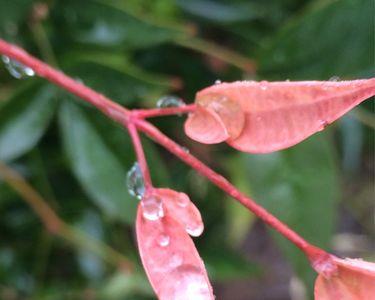 女人发雨滴表达心情