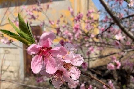 婚后的桃花叫什么