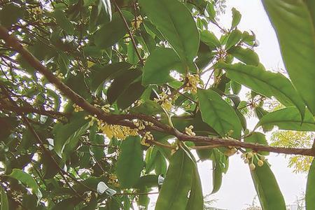 北京桂花树比较多的公园