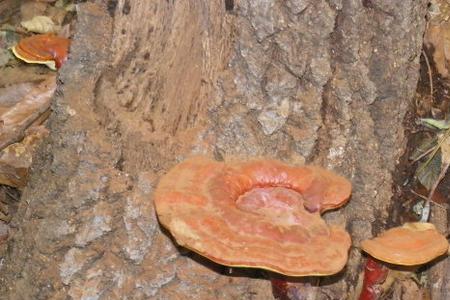 野生灵芝每年都枯死吗