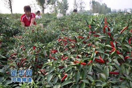 山东辣椒种植时间和方法图谱