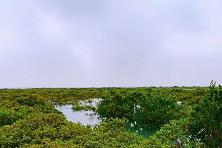 北海红树林有哪些生物旅游资源