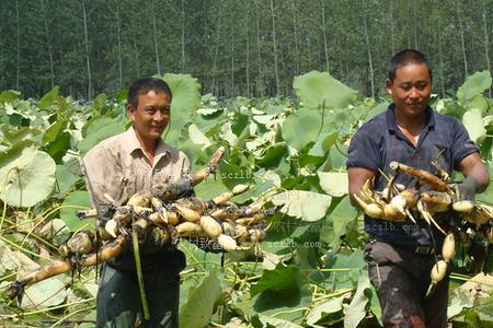 华北莲藕什么时间种植