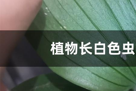 花长白疥虫怎么治