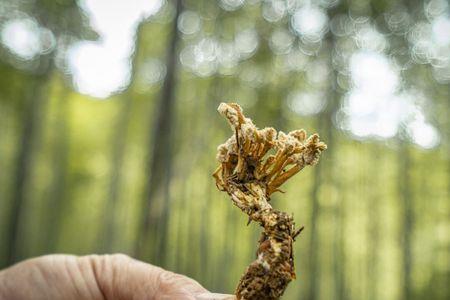 金蝉花的采摘时间是什么时候