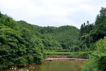 村委能直接把村集体池塘承包