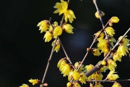 腊梅没有花芽分化什么原因