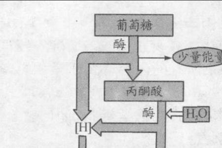 有氧呼吸的主要场所