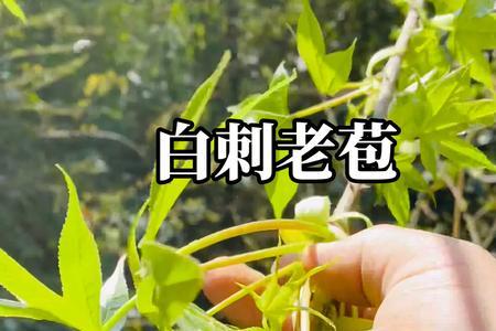 刺菜焯水多长时间合适