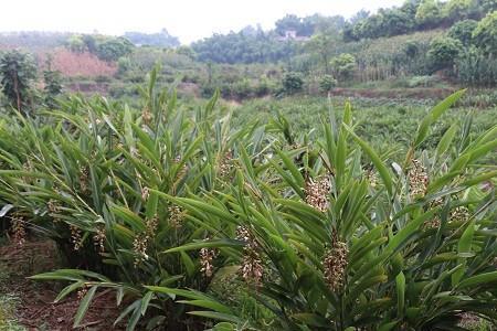 砂仁种植几年一次