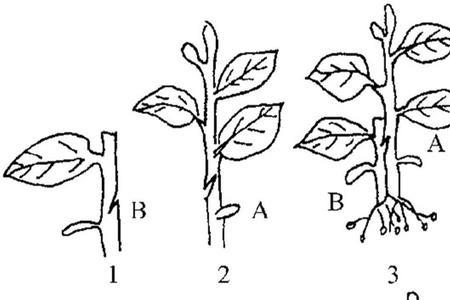 构树能嫁接茄子吗