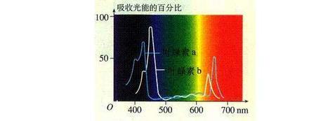 叶绿素吸光值波长怎么确定