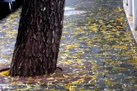 一场秋雨一场情诗句