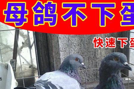 鸽子吃什么快下蛋