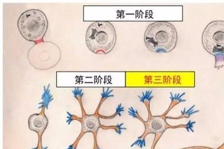 探索阶段包括哪几个成长阶段