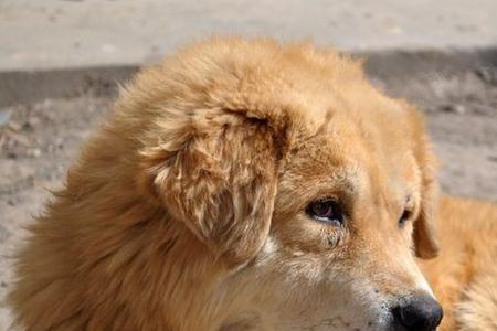 有证的大型猎犬能在小区养吗