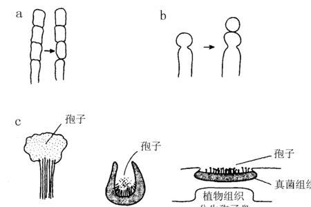 常见的有性孢子有哪些