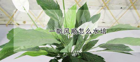 水培一帆风顺怎么会散开