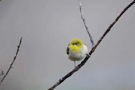 点子鸟什么时候大叫