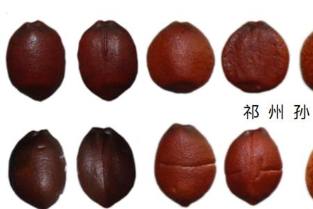 苦楝子跟酸枣的区别