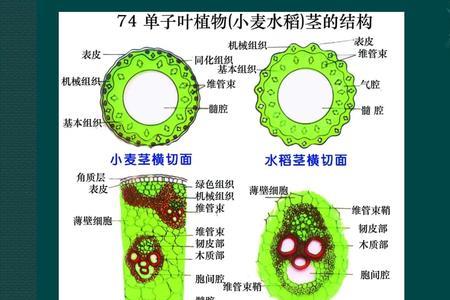 植物根茎叶的关系