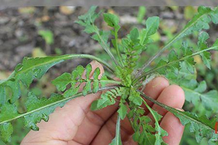 大叶荠菜种植时间与管理