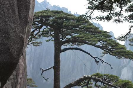 黄山迎宾松是原始松吗