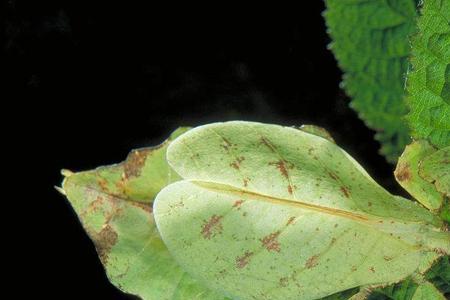 竹节虫用什么药杀死