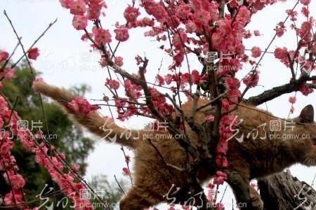 梅花种在院子什么位置